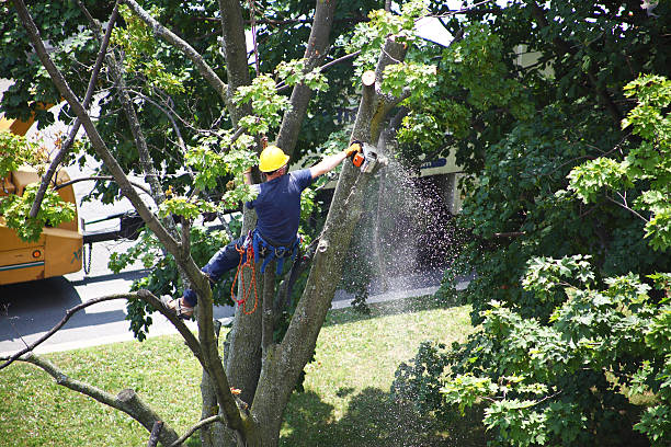 How Our Tree Care Process Works  in  Providence, RI